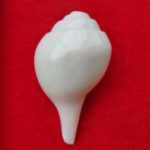 Blowing Shankh