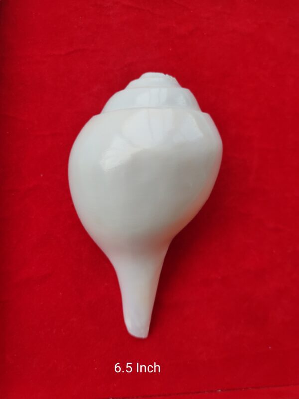 Blowing Shankh